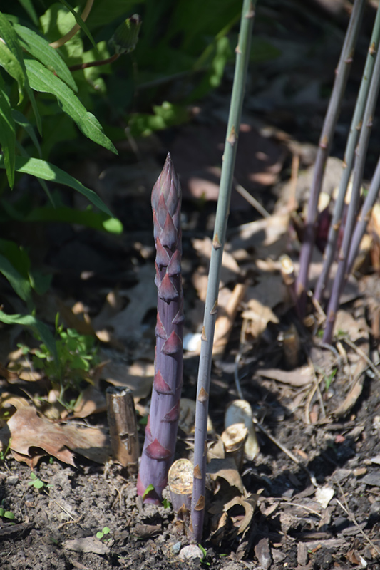 Purple Passion Asparagus (Asparagus 'Purple Passion') at Hoffmann Hillermann Nursery & Florist