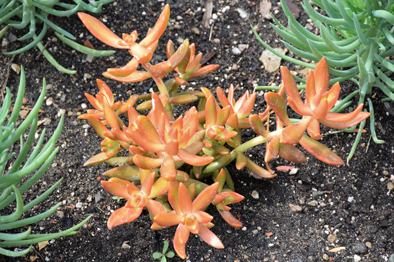Coppertone Stonecrop (Sedum nussbaumerianum) at Hoffmann Hillermann Nursery & Florist
