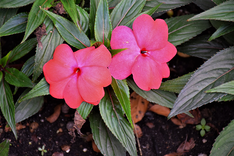 Magnum Hot Pink New Guinea Impatiens (Impatiens 'Magnum Hot Pink') at Hoffmann Hillermann Nursery & Florist