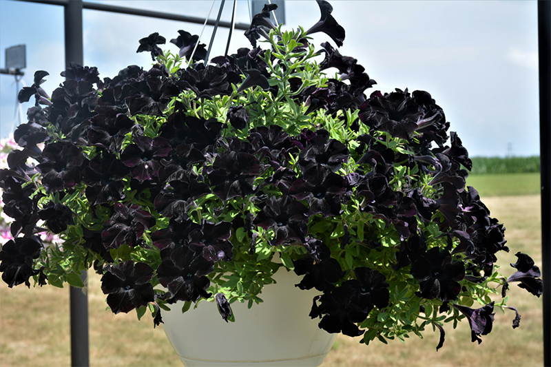 Crazytunia Black Mamba Petunia (Petunia 'Crazytunia Black Mamba') at Hoffmann Hillermann Nursery & Florist