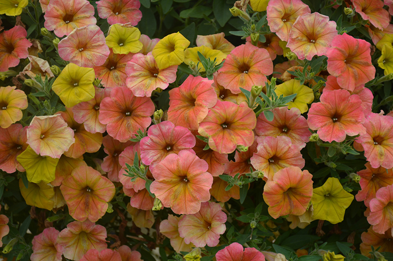 Cascadias Indian Summer Petunia (Petunia 'Cascadias Indian Summer') at Hoffmann Hillermann Nursery & Florist