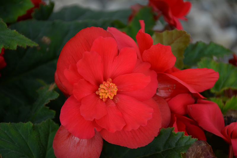 Nonstop Red Begonia (Begonia 'Nonstop Red') at Hoffmann Hillermann Nursery & Florist
