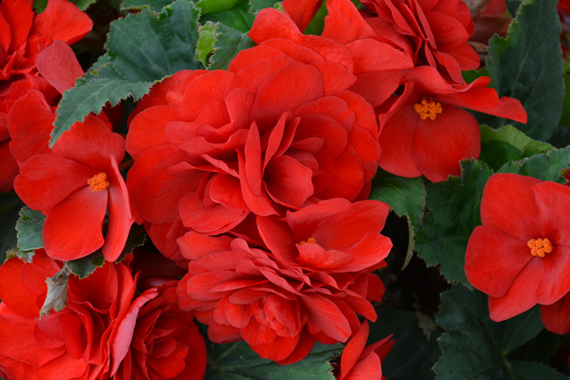 Nonstop Deep Red Begonia (Begonia 'Nonstop Deep Red') at Hoffmann Hillermann Nursery & Florist