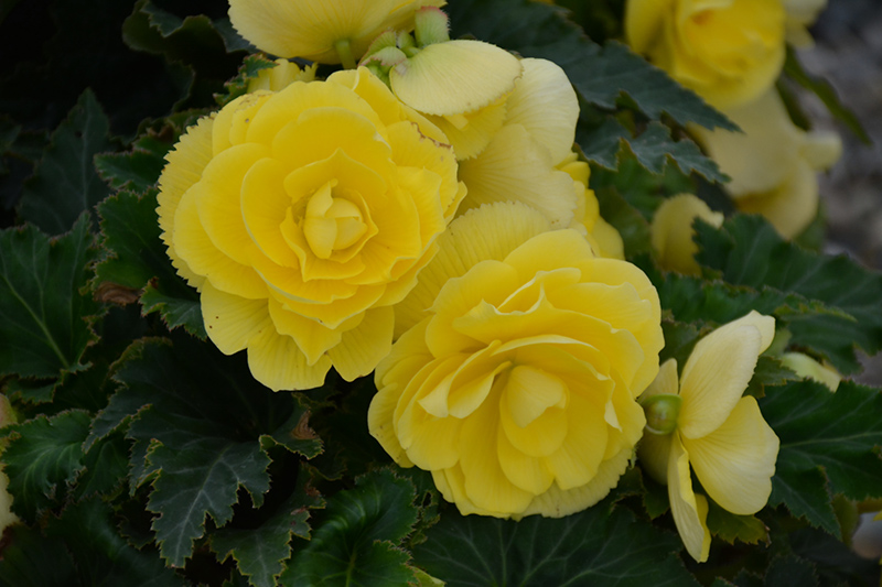Nonstop Joy Yellow Begonia (Begonia 'Nonstop Joy Yellow') at Hoffmann Hillermann Nursery & Florist