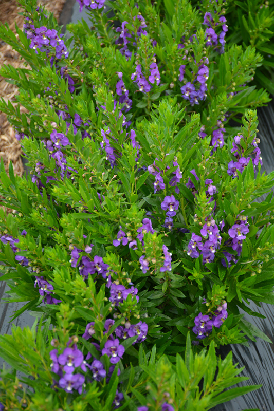 Adessa Blue Angelonia (Angelonia angustifolia 'Adessa Blue') at Hoffmann Hillermann Nursery & Florist