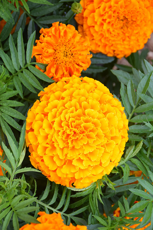 Taishan Orange Marigold (Tagetes erecta 'Taishan Orange') at Hoffmann Hillermann Nursery & Florist