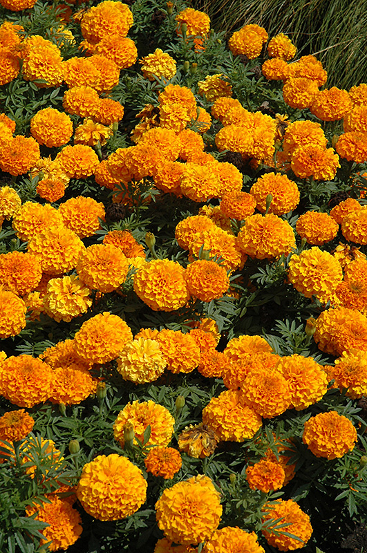 Taishan Orange Marigold (Tagetes erecta 'Taishan Orange') at Hoffmann Hillermann Nursery & Florist