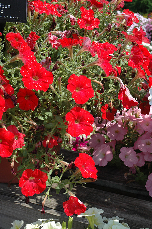 Sun Spun Red Petunia (Petunia 'Sun Spun Red') at Hoffmann Hillermann Nursery & Florist