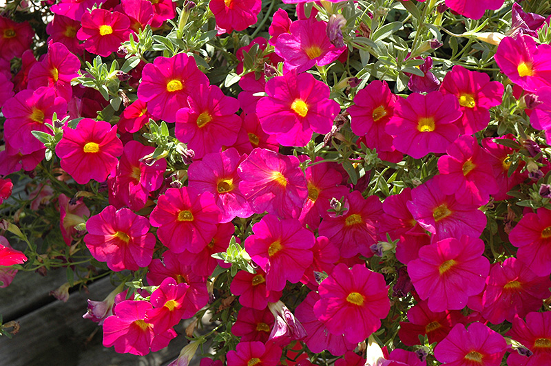 SuperCal Neon Rose Petchoa (Petchoa 'SuperCal Neon Rose') at Hoffmann Hillermann Nursery & Florist