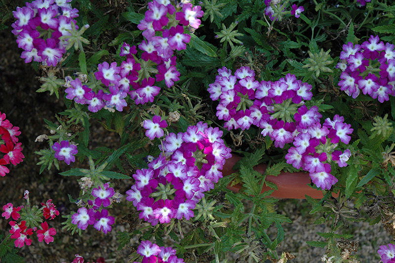 Lanai Twister Purple Verbena (Verbena 'Lanai Twister Purple') at Hoffmann Hillermann Nursery & Florist