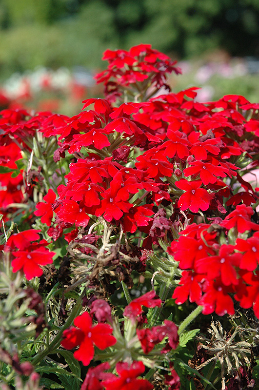 Aztec Dark Red Verbena (Verbena 'Aztec Dark Red') at Hoffmann Hillermann Nursery & Florist