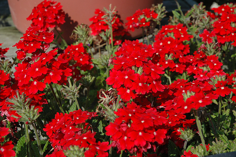 Aztec Red Velvet Verbena (Verbena 'Aztec Red Velvet') at Hoffmann Hillermann Nursery & Florist