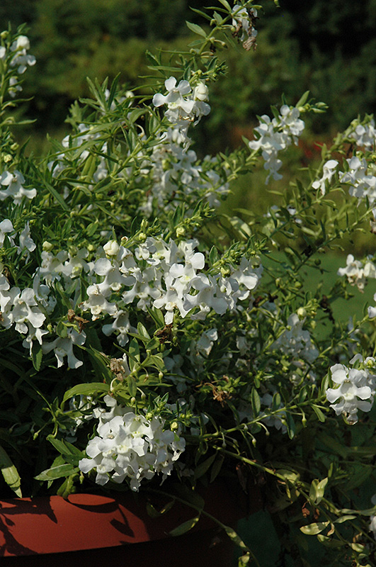 Carita Cascade White Angelonia (Angelonia angustifolia 'Carita Cascade White') at Hoffmann Hillermann Nursery & Florist