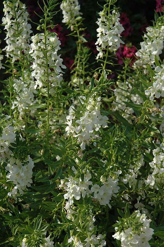 Carita White Angelonia (Angelonia angustifolia 'Carita White') at Hoffmann Hillermann Nursery & Florist