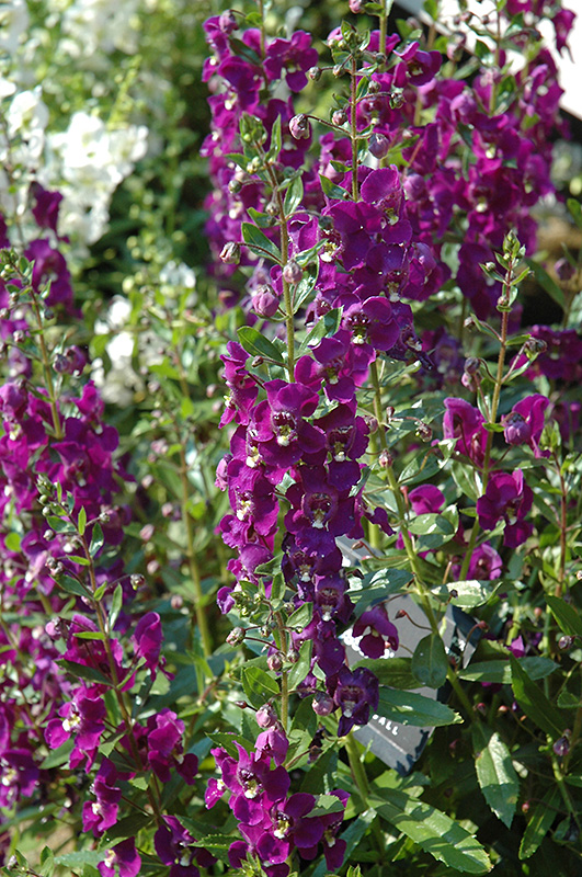 Adessa Purple Angelonia (Angelonia angustifolia 'Adessa Purple') at Hoffmann Hillermann Nursery & Florist