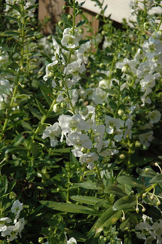 Adessa White Angelonia (Angelonia angustifolia 'Adessa White') at Hoffmann Hillermann Nursery & Florist