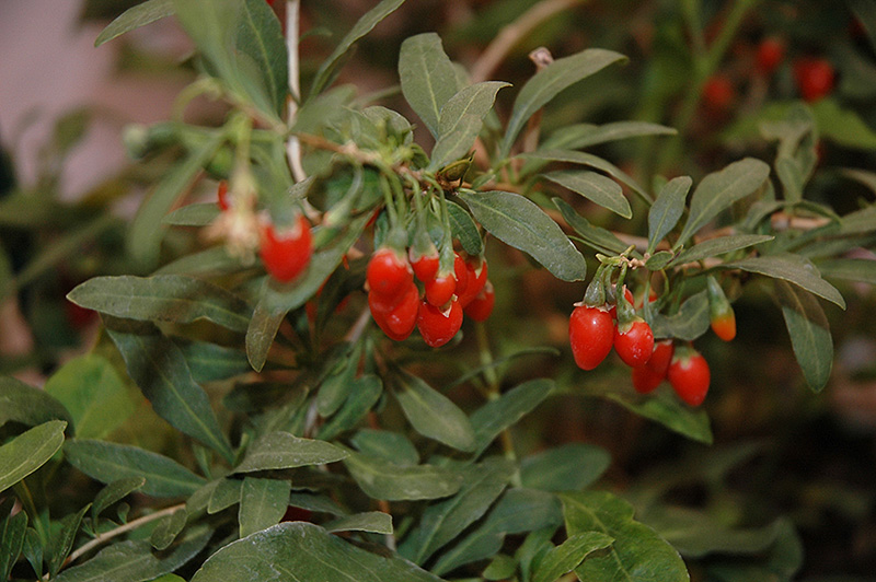 Big Lifeberry Goji Berry (Lycium barbarum 'SMNDBL') at Hoffmann Hillermann Nursery & Florist