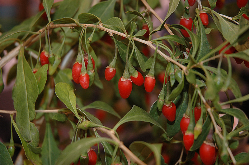Sweet Lifeberry Goji Berry (Lycium barbarum 'SMNDSL') at Hoffmann Hillermann Nursery & Florist