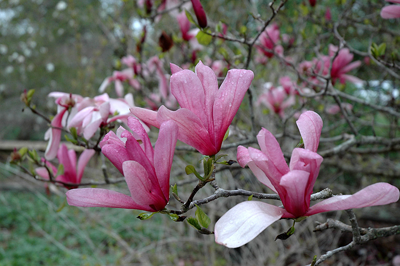 Galaxy Magnolia (Magnolia 'Galaxy') at Hoffmann Hillermann Nursery & Florist