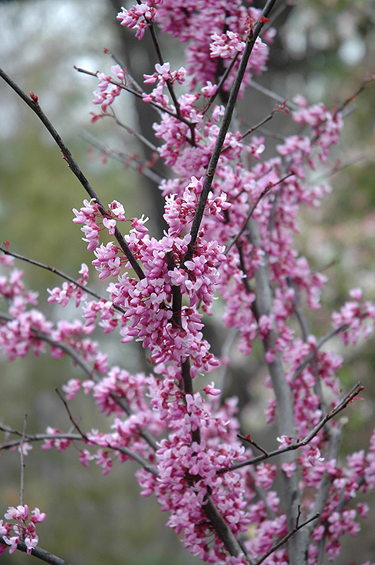 Forest Pansy Redbud (Cercis canadensis 'Forest Pansy') at Hoffmann Hillermann Nursery & Florist