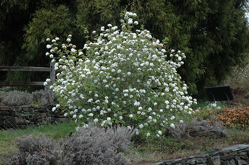 Koreanspice Viburnum (Viburnum carlesii) at Hoffmann Hillermann Nursery & Florist