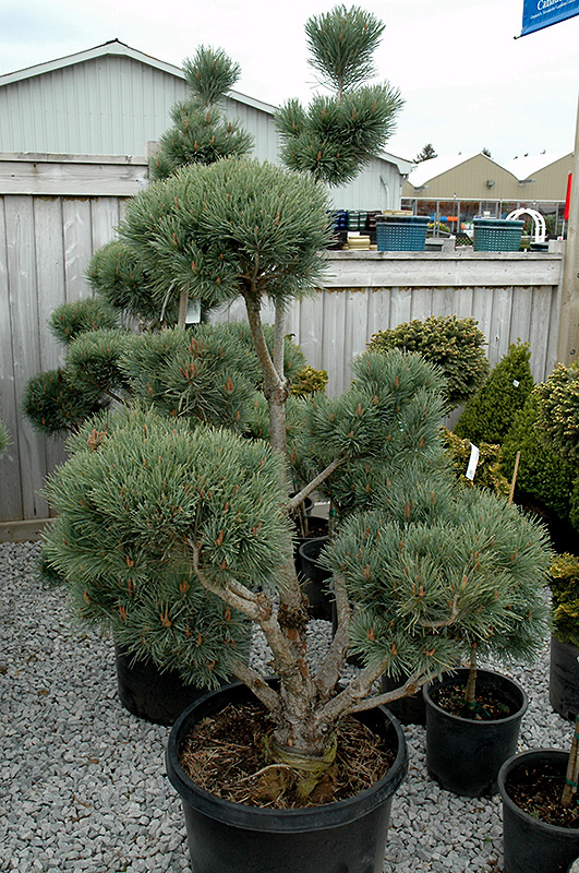 Watereri Scotch Pine (pom pom) (Pinus sylvestris 'Watereri (pom pom)') at Hoffmann Hillermann Nursery & Florist