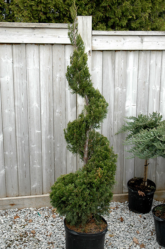 Spartan Juniper (spiral) (Juniperus chinensis 'Spartan (spiral)') at Hoffmann Hillermann Nursery & Florist