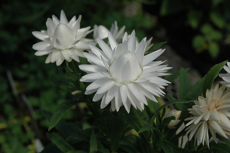 Dreamtime® Jumbo Pure White Strawflower (Bracteantha bracteata 'Dreamtime Jumbo Pure White') at Hoffmann Hillermann Nursery & Florist