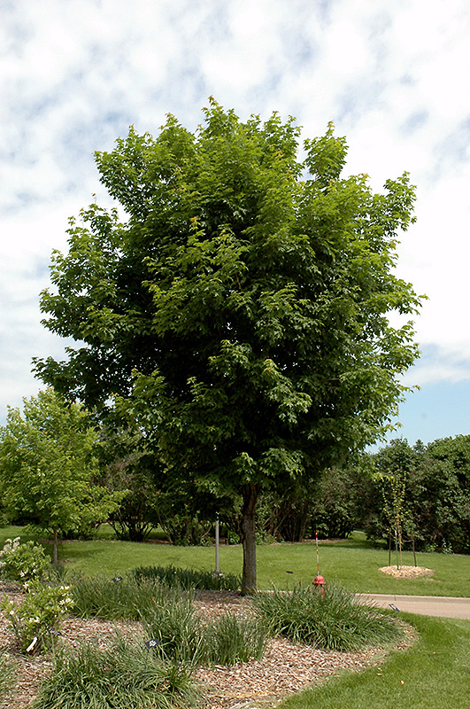 Sugar Maple (Acer saccharum) at Hoffmann Hillermann Nursery & Florist