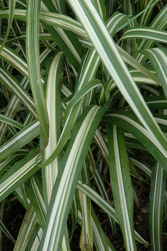 Cabaret Maiden Grass (Miscanthus sinensis 'Cabaret') at Hoffmann Hillermann Nursery & Florist