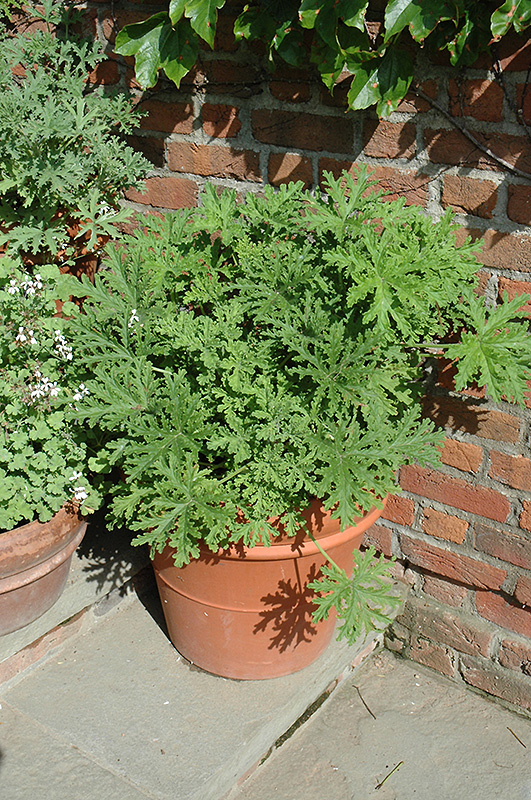 Citrosa Geranium (Pelargonium citrosum) at Hoffmann Hillermann Nursery & Florist