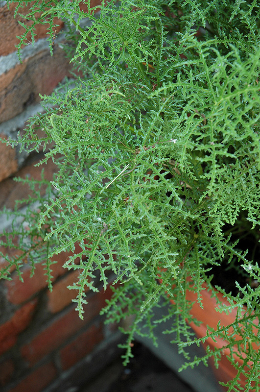 Pine Geranium (Pelargonium denticulatum) at Hoffmann Hillermann Nursery & Florist