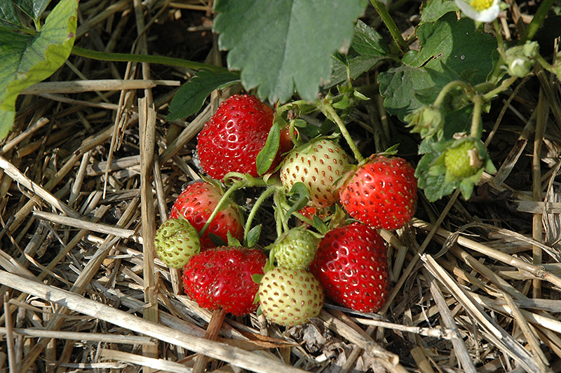 Everbearing Strawberry (Fragaria 'Everbearing') at Hoffmann Hillermann Nursery & Florist