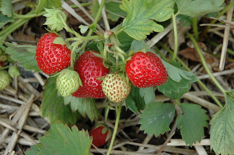 June-Bearing Strawberry (Fragaria 'June-Bearing') at Hoffmann Hillermann Nursery & Florist