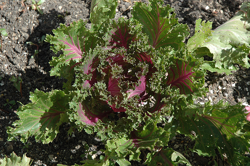 Glamour Red Kale (Brassica oleracea var. acephala 'Glamour Red') at Hoffmann Hillermann Nursery & Florist