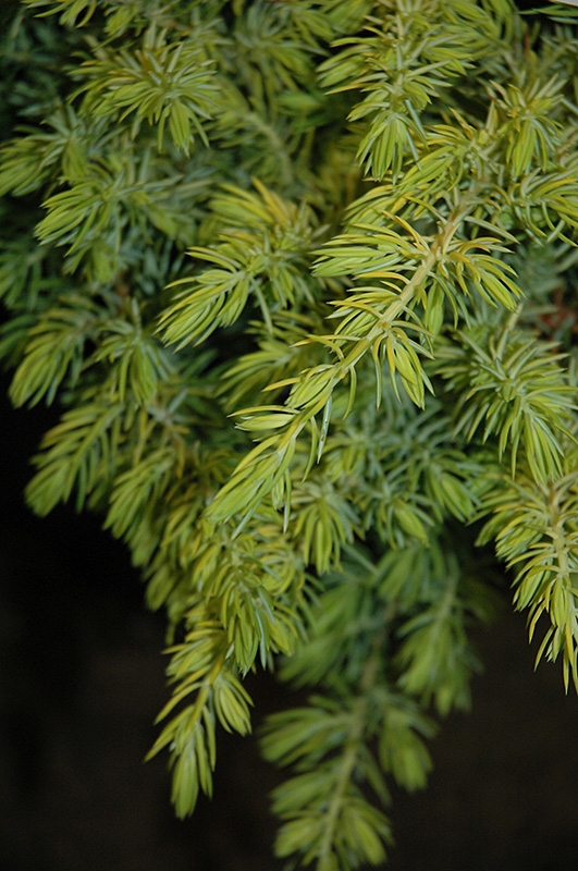 Golden Pacific Shore Juniper (Juniperus conferta 'sPg-3-016') at Hoffmann Hillermann Nursery & Florist