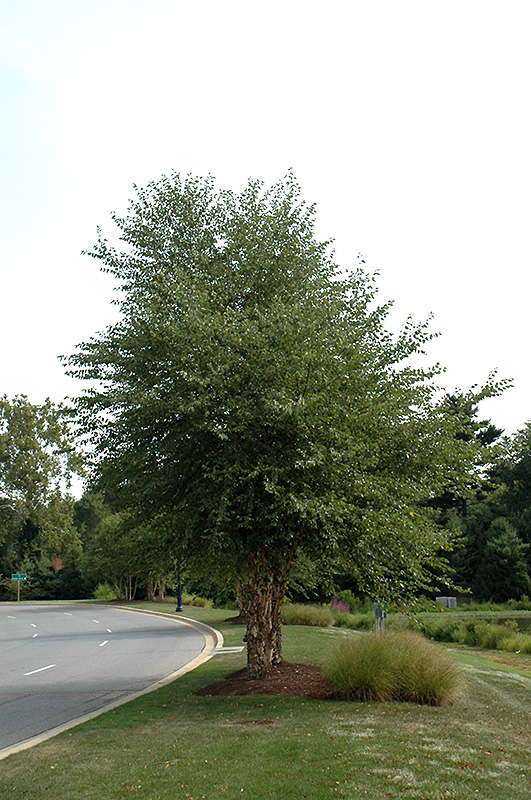 Dura Heat River Birch (clump) (Betula nigra 'Dura Heat (clump)') at Hoffmann Hillermann Nursery & Florist