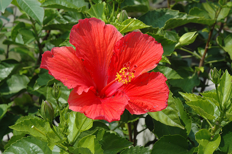 Red Hibiscus (Hibiscus rosa-sinensis 'Red') at Hoffmann Hillermann Nursery & Florist
