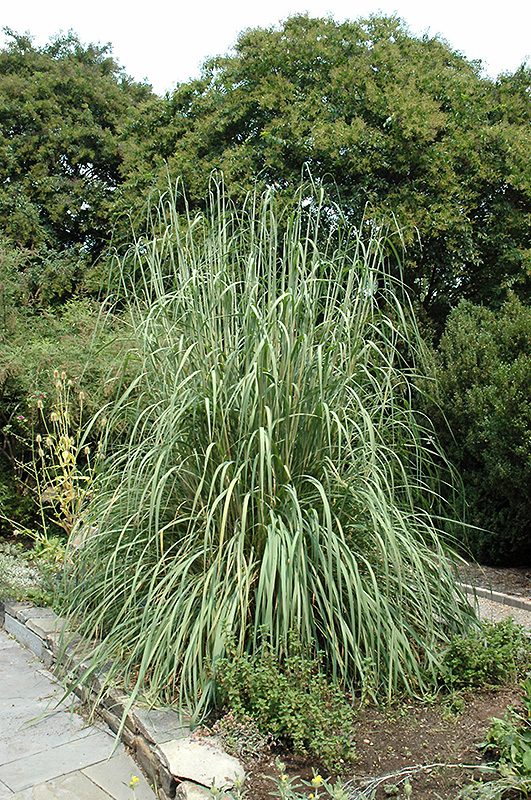Ravenna Grass (Erianthus ravennae) at Hoffmann Hillermann Nursery & Florist