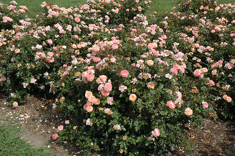 Apricot Drift Rose (Rosa 'Meimirrote') at Hoffmann Hillermann Nursery & Florist