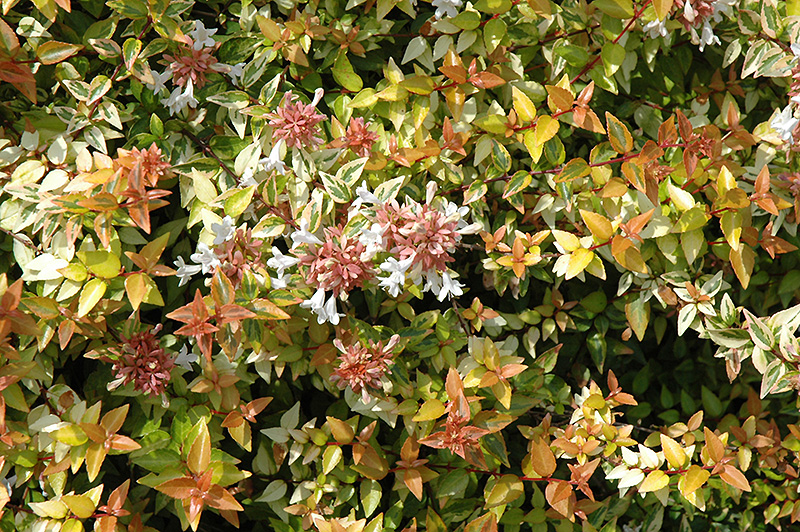 Kaleidoscope Abelia (Abelia x grandiflora 'Kaleidoscope') at Hoffmann Hillermann Nursery & Florist