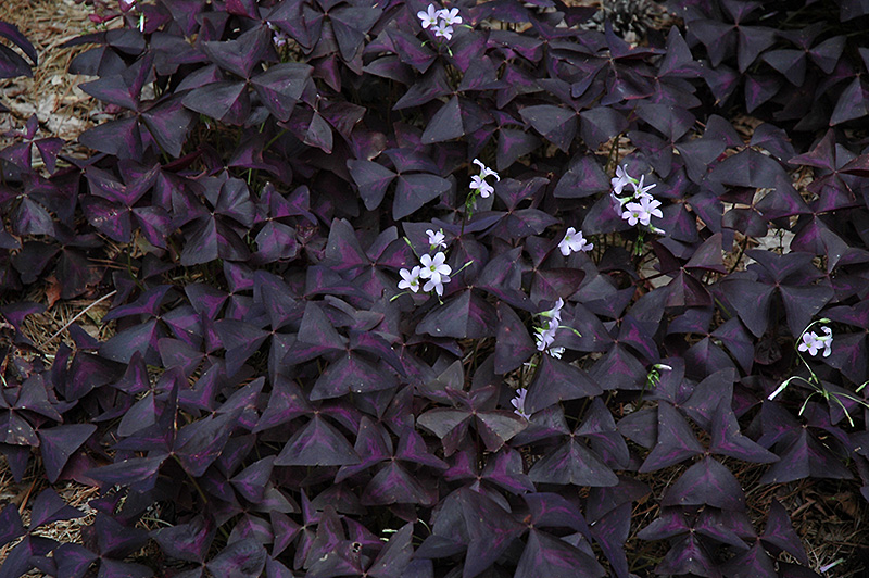 Purple Shamrock (Oxalis regnellii 'Triangularis') at Hoffmann Hillermann Nursery & Florist
