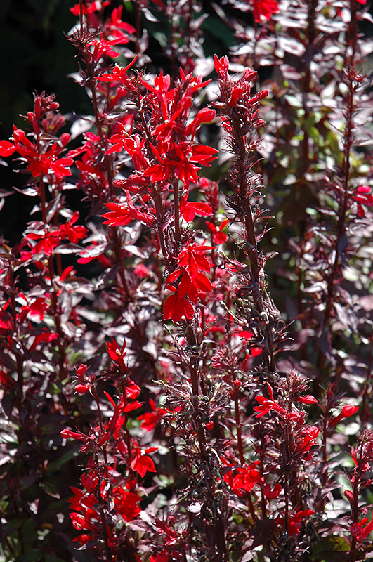 Fan Scarlet Cardinal Flower (Lobelia x speciosa 'Fan Scarlet') at Hoffmann Hillermann Nursery & Florist