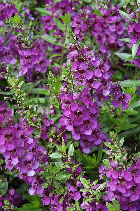 Archangel Dark Purple Angelonia (Angelonia angustifolia 'Archangel Dark Purple') at Hoffmann Hillermann Nursery & Florist