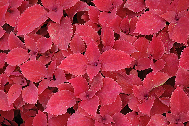 Redhead Coleus (Solenostemon scutellarioides 'Redhead') at Hoffmann Hillermann Nursery & Florist
