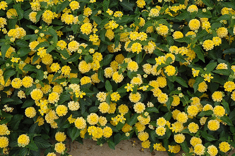 Landmark Yellow Lantana (Lantana camara 'Landmark Yellow') at Hoffmann Hillermann Nursery & Florist