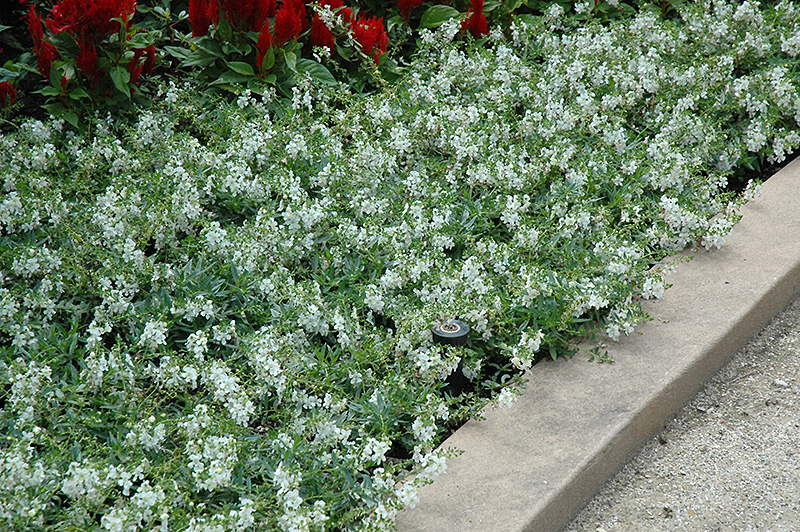 AngelMist Spreading White Angelonia (Angelonia angustifolia 'Balangspri') at Hoffmann Hillermann Nursery & Florist