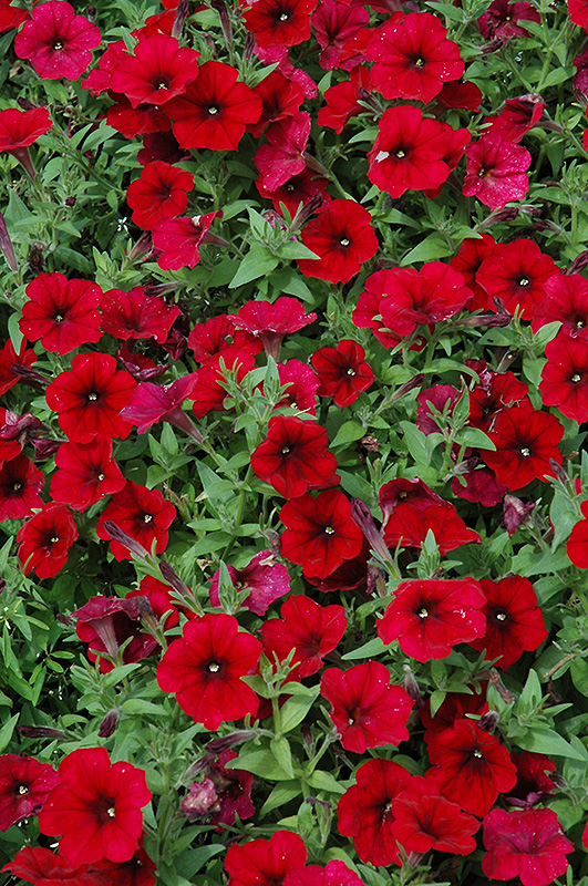 Easy Wave Red Velour Petunia (Petunia 'Easy Wave Red Velour') at Hoffmann Hillermann Nursery & Florist