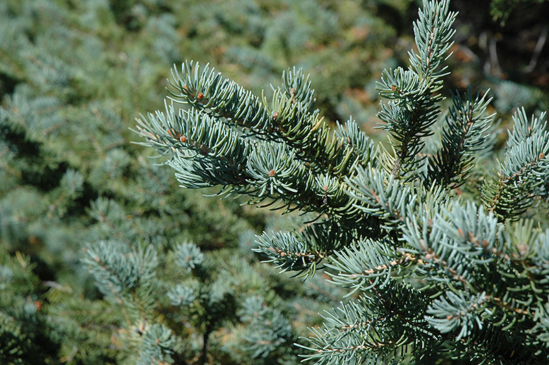 White Spruce (Picea glauca) at Hoffmann Hillermann Nursery & Florist