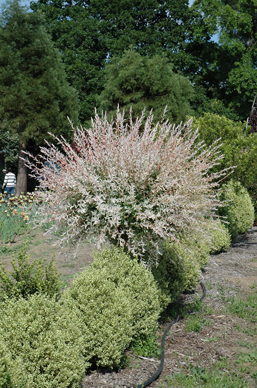 Tricolor Willow (tree form) (Salix integra 'Hakuro Nishiki (tree form)') at Hoffmann Hillermann Nursery & Florist